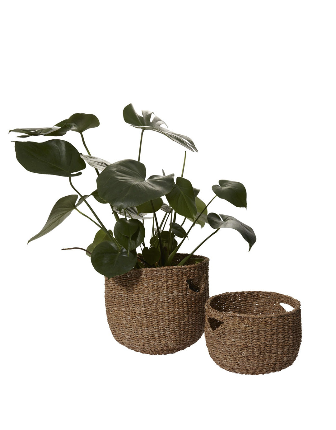Selene Basket